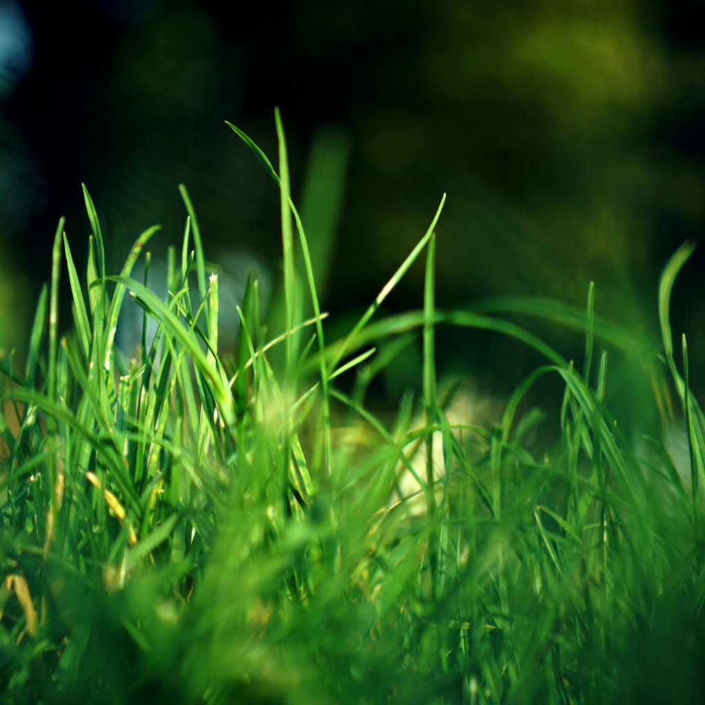 The Benefits of Choosing Palmetto Buffalo Grass for Your Lawn